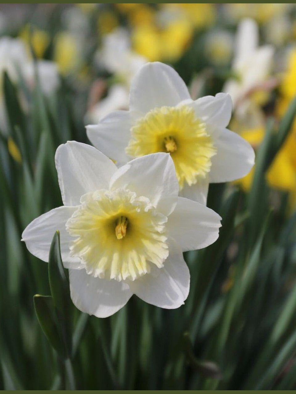 Daffodil Ice Follies 3kg