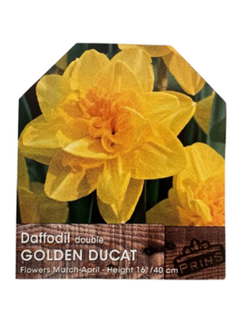 Daffodil Golden Ducat 3kg