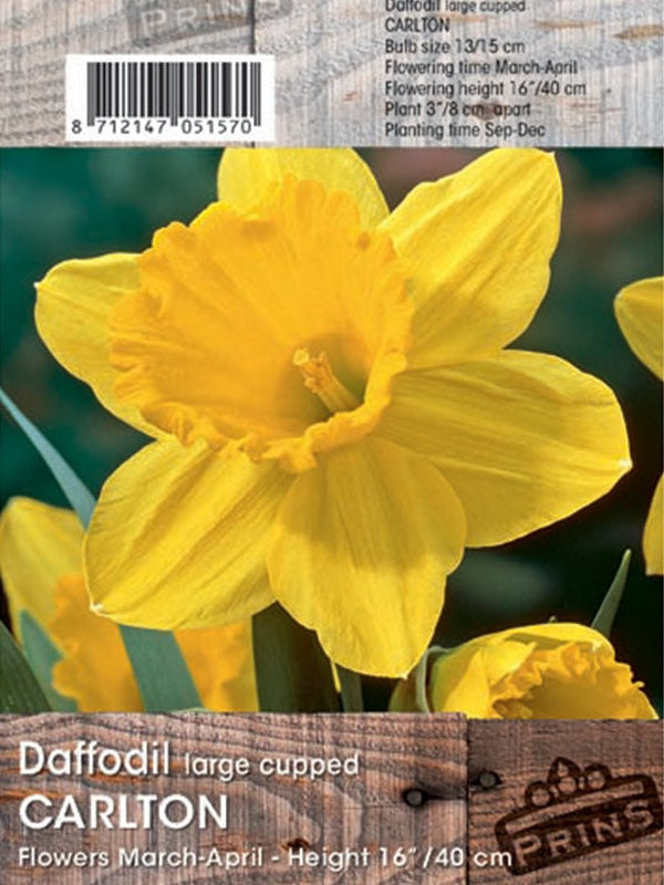 Daffodil Carlton 3kg
