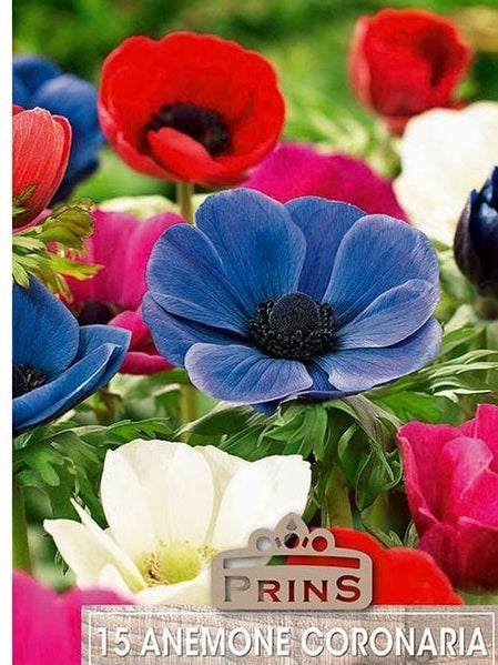 Anemone Coronaria De Caen