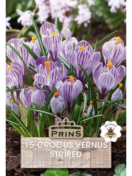 Crocus Grandiflora Vernus Striped