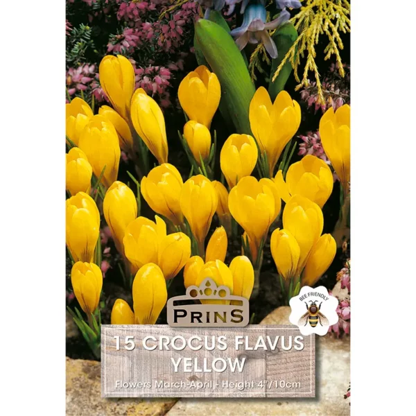 Crocus Grandiflora Flavus Yellow