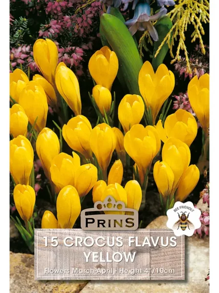 Crocus Grandiflora Flavus Yellow