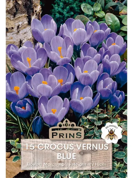 Crocus Grandiflora Blue