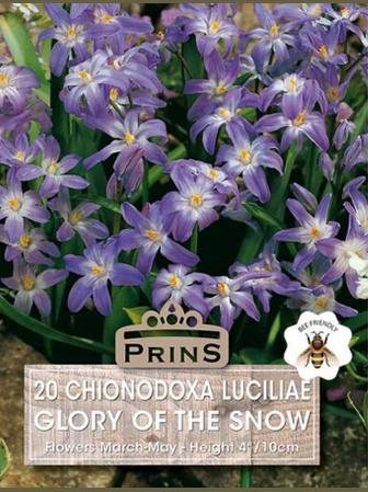Chiondoxa Mixed