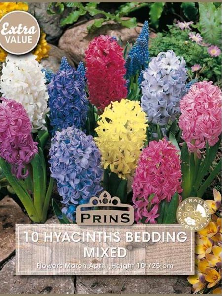 Hyacinth Bedding Mixed 5 Bulbs