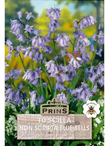 Hyacinth Scilla Non Scripta Blue Bells