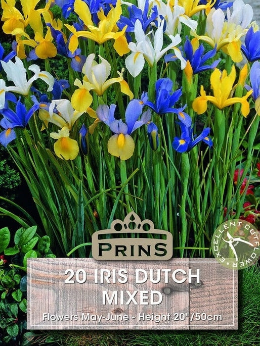 Iris Dutch Mixed
