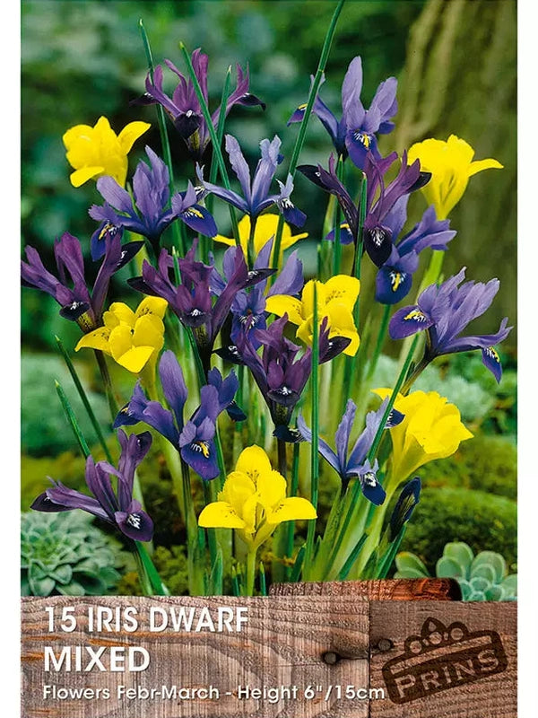 Iris Dwarf Mixed