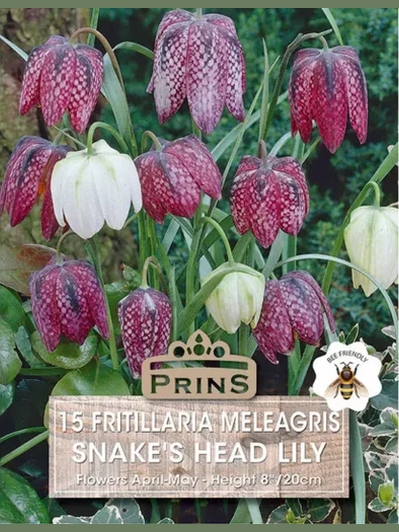 Fritillaria Meleagris Smakes Head Lily