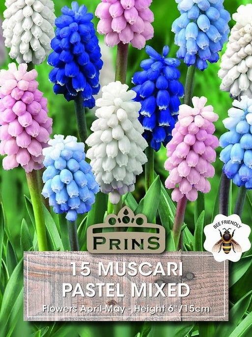 Muscari Pastel Mixed