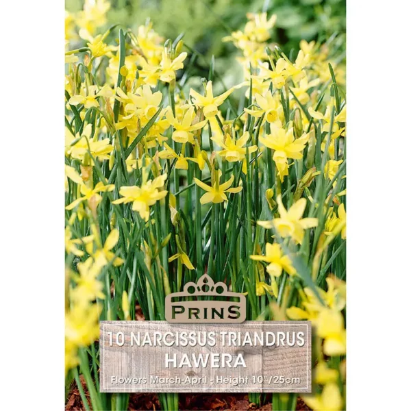 Narcissi Hawera
