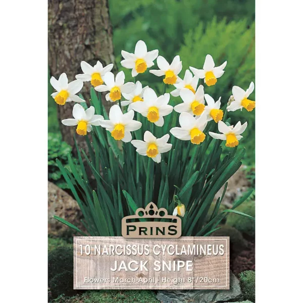 Narcissi Jack Snipe