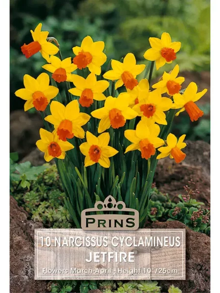 Narcissi Jetfire