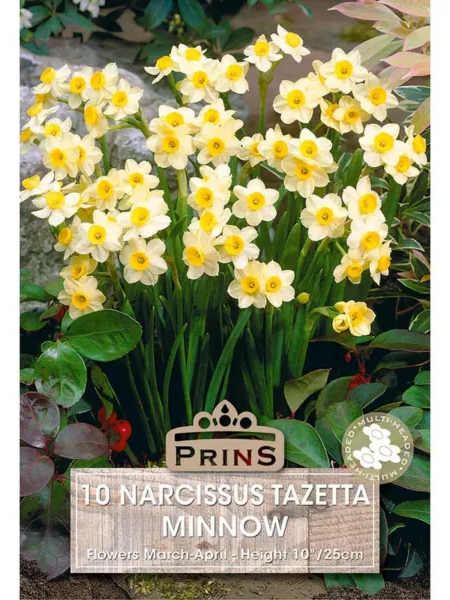 Narcissi Minnow
