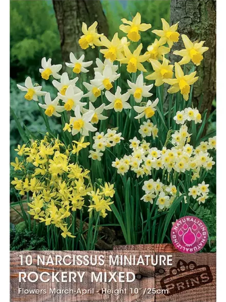 Narcissi Rockery Mixed
