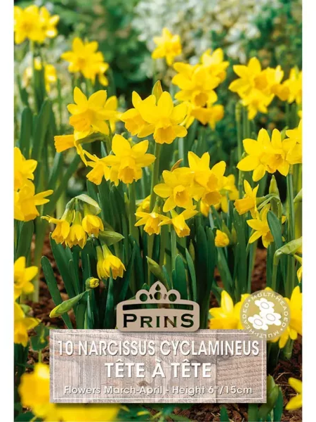 Narcissi Tete A Tete