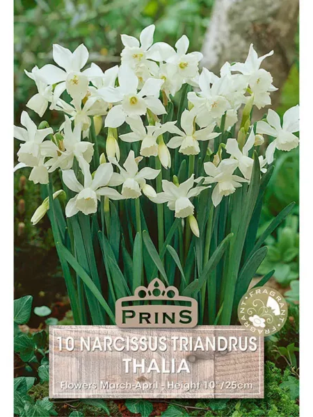 Narcissi Thalia