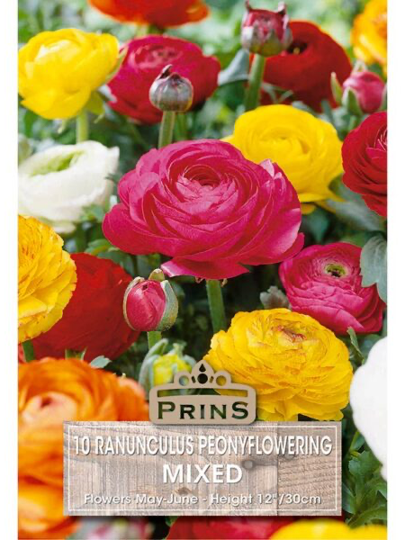 Ranunculus Peonyflowering Mixed Colours