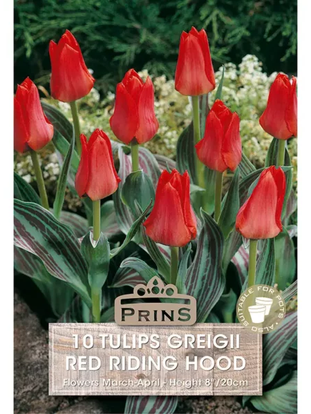 Tulip Greigii Red Riding Hood