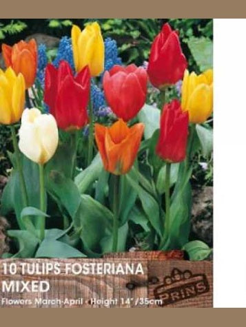 Tulip Fosteriana Mixed