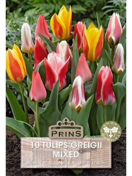 Tulip Griegii Mixed