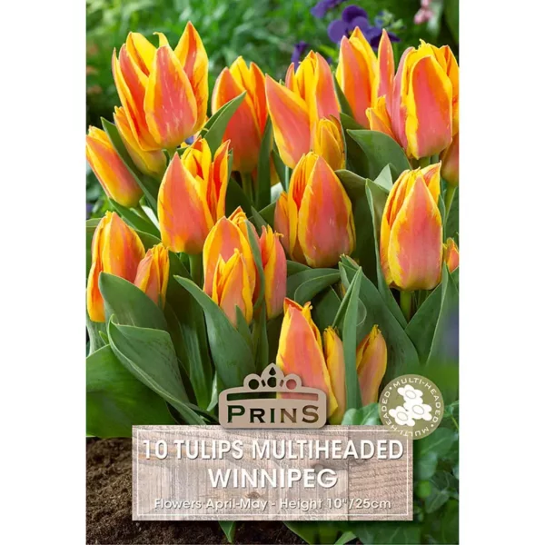 Tulip Multi Headed Winnipeg