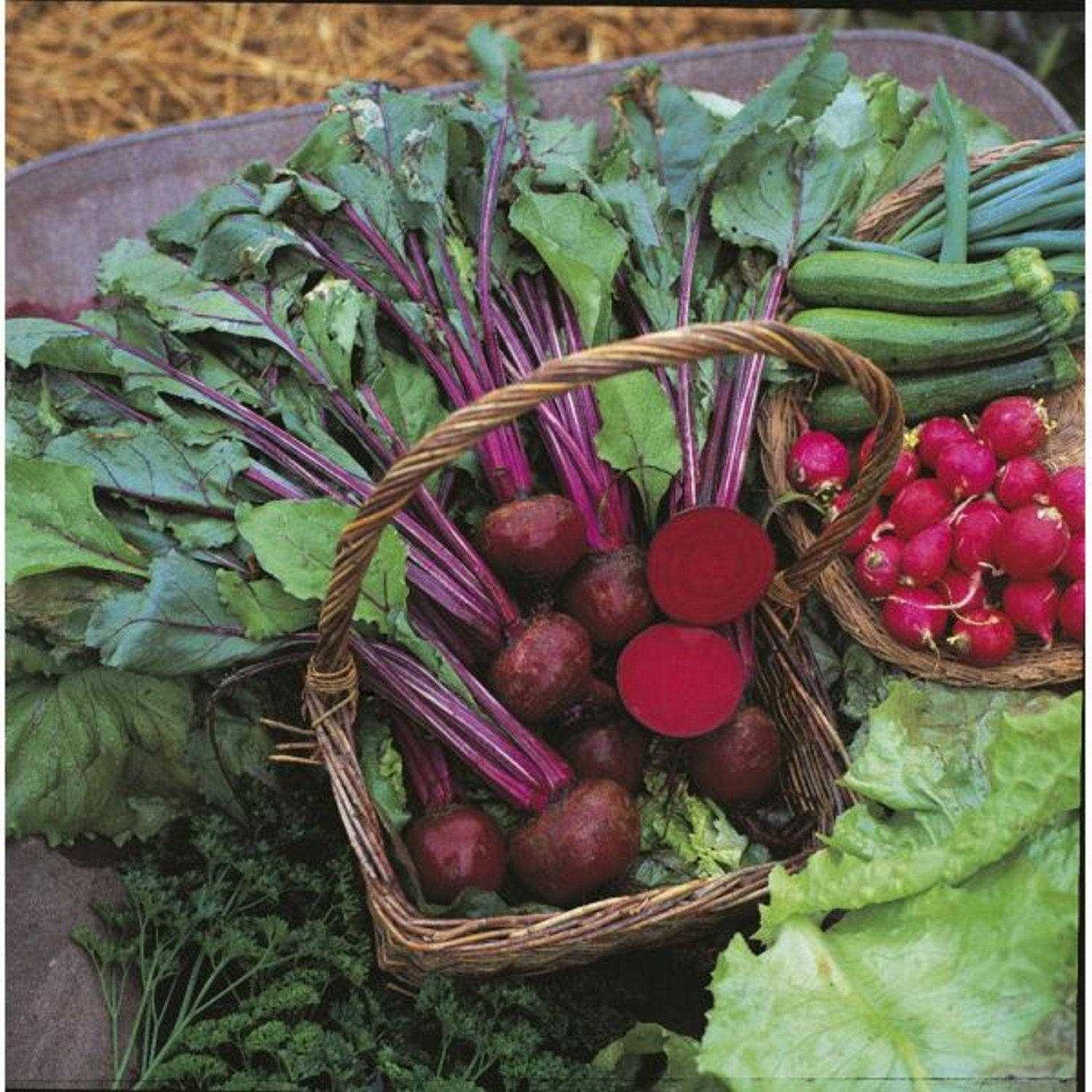 Vegetable Seeds