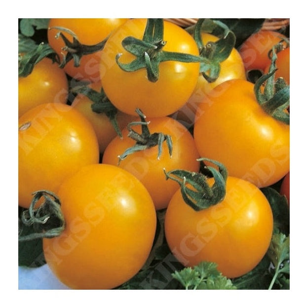 Tomato Golden Sunrise