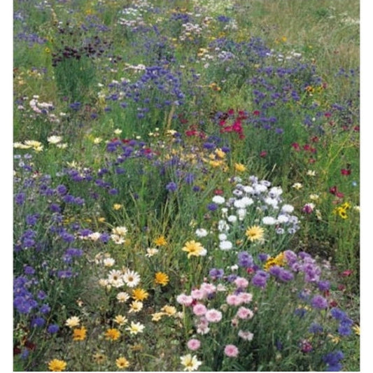 Wild Flower Field & Hedge-Row Mix