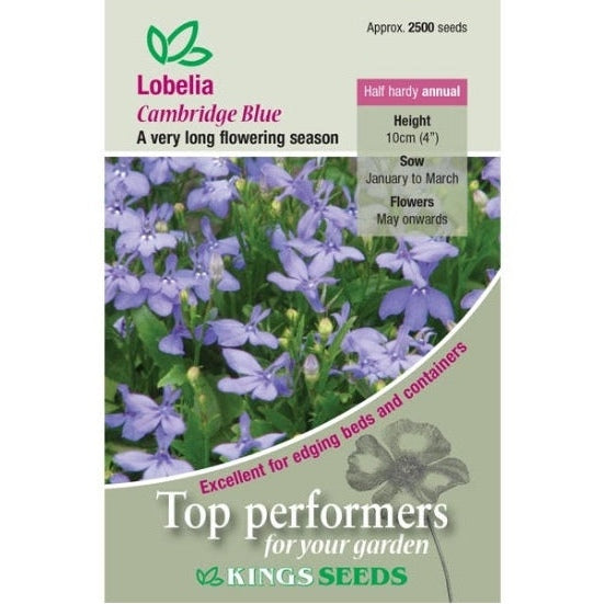 Lobelia Cambridge Blue