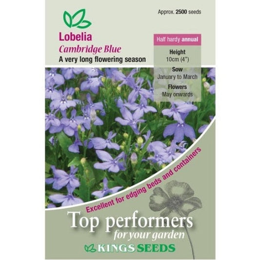 Lobelia Cambridge Blue