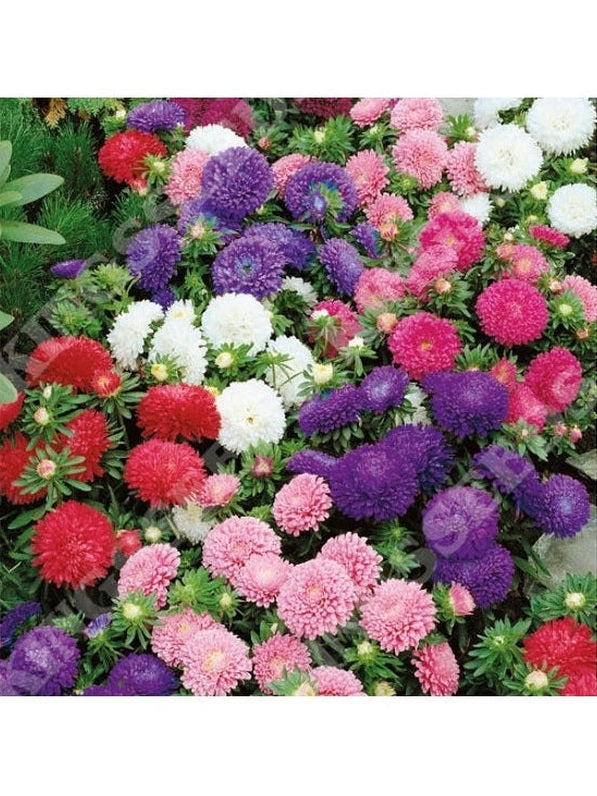 Aster Colour Carpet Formula Mix