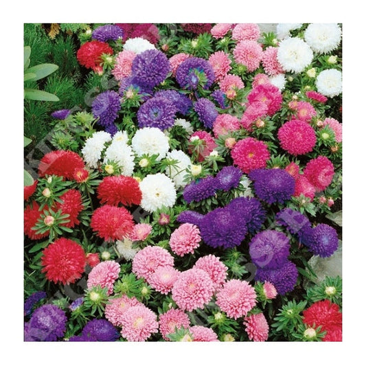 Aster Colour Carpet Formula Mix