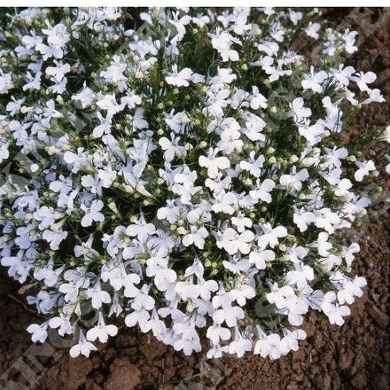 Lobelia Riviera White
