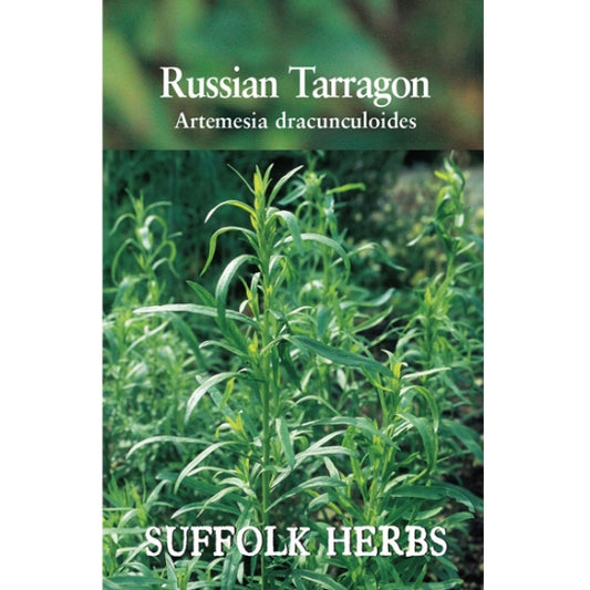 Herb Russian Tarragon - Perennial