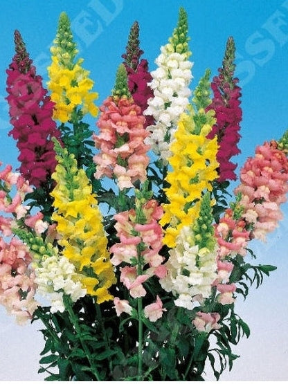 Antirrhinum Admiral Mixed
