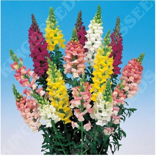 Antirrhinum Admiral Mixed