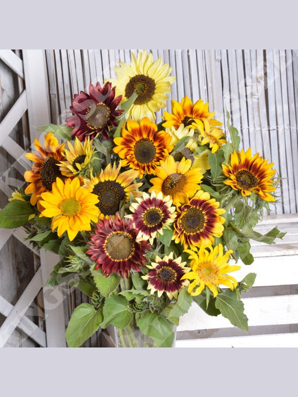 Sunflower Tall Cutting Mix