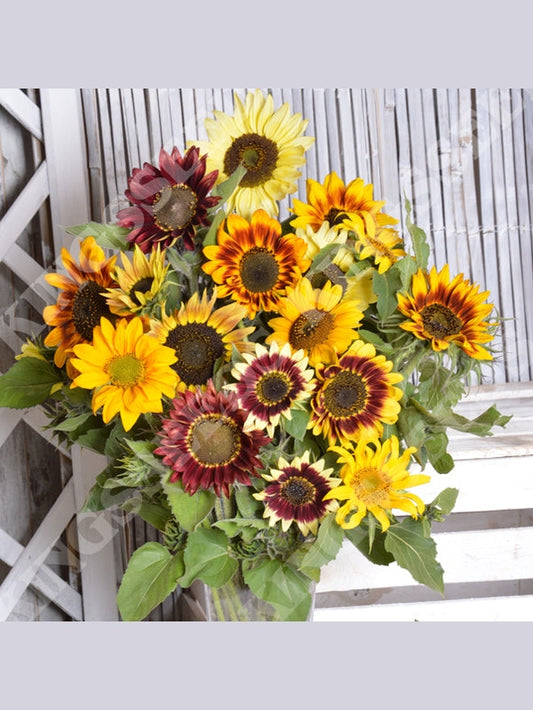 Sunflower Tall Cutting Mix