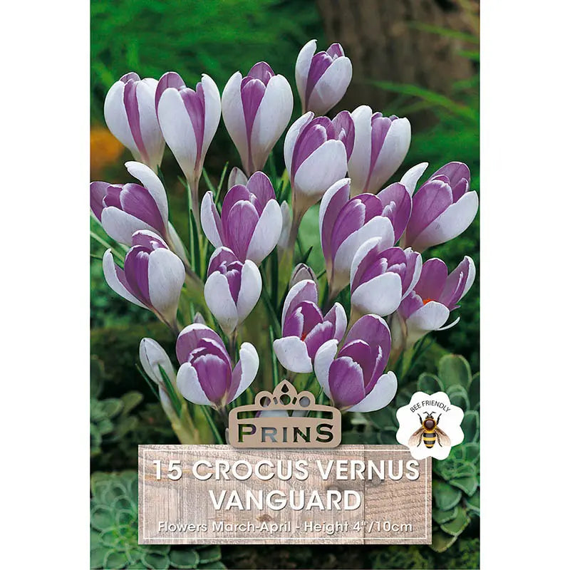 Crocus Grandiflora Vernus Vanguard
