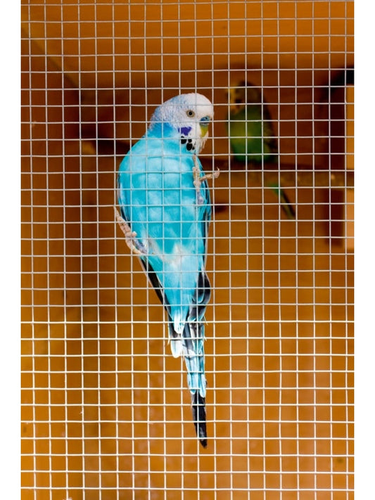 Ambassador Cage & Aviary Welded Panel 0.6x0.9m