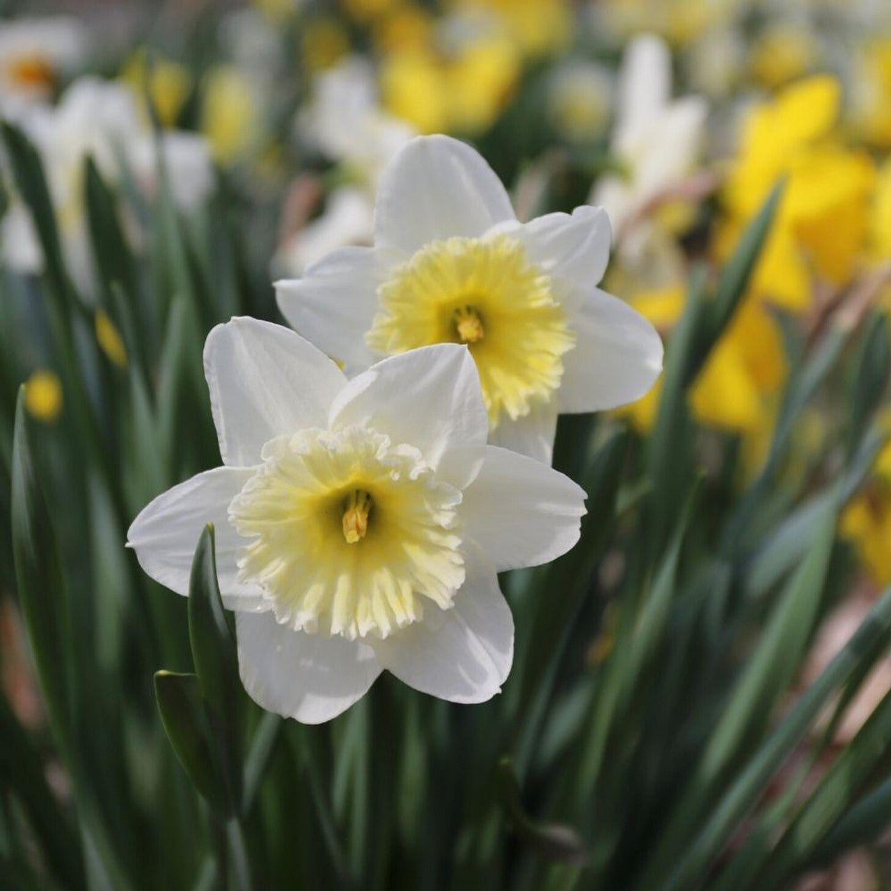 Daffodil Ice Follies 3kg