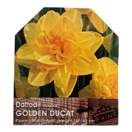 Daffodil Golden Ducat 3kg