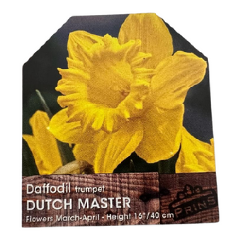 Daffodil Dutch Master 3kg