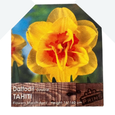Daffodil Tahiti 3kg