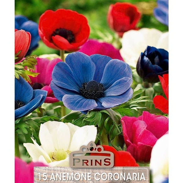 Anemone Coronaria De Caen