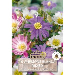 Anemone Blanda Mixed