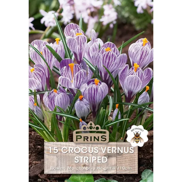 Crocus Grandiflora Vernus Striped