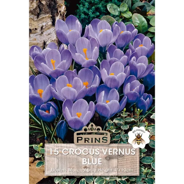 Crocus Grandiflora Blue